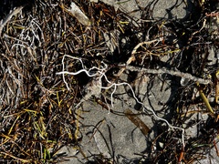 Syringodium filiforme