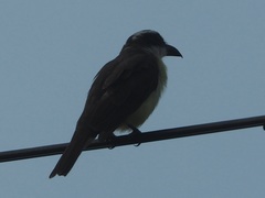 Megarynchus pitangua