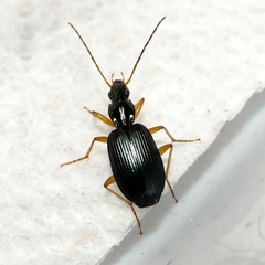 Agonum extensicolle