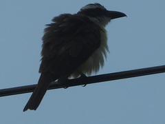 Megarynchus pitangua