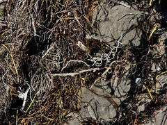 Syringodium filiforme