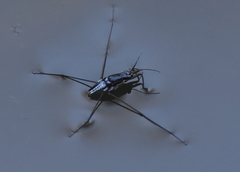 Neogerris hesione