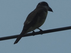 Megarynchus pitangua