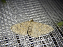 Idaea auricruda