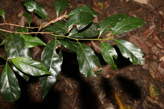 Cryptocarya macdonaldii