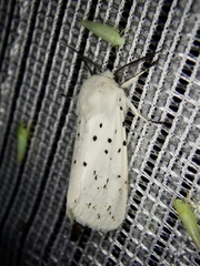 Spilosoma lubricipeda