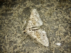 Paragona cleorides