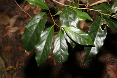 Cryptocarya macdonaldii