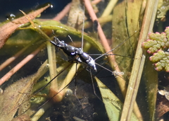Neogerris hesione