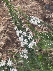 Olearia ramulosa