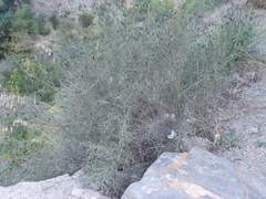 Calicotome spinosa