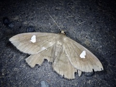 Edessena gentiusalis