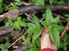 Angelica genuflexa