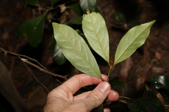 Cryptocarya macdonaldii