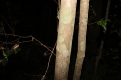 Cryptocarya macdonaldii