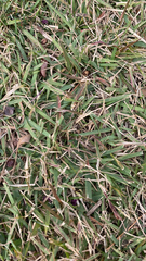 Stenotaphrum secundatum