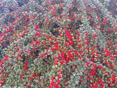 Cotoneaster horizontalis