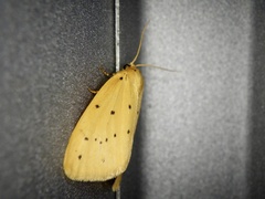 Stigmatophora flava leacrita