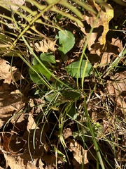 Packera obovata