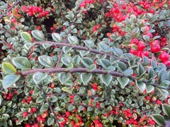 Cotoneaster horizontalis