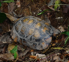 Chelonoidis denticulatus