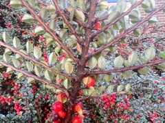 Cotoneaster horizontalis