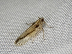 Stenocranus matsumurai