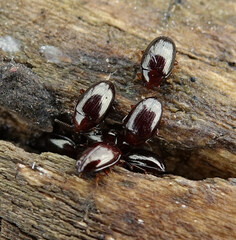 Scaphidema metallicum