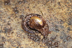 Otoconcha dimidiata