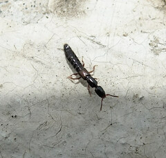 Xantholinus