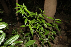 Cestrum nocturnum