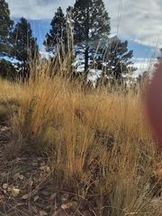 Muhlenbergia montana