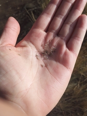 Muhlenbergia montana