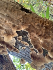 Fungi