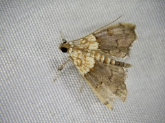 Agrotera nemoralis