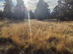 Muhlenbergia montana