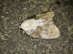 Negritothripa hampsoni