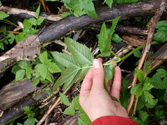 Angelica genuflexa
