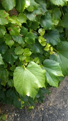 Parthenocissus tricuspidata