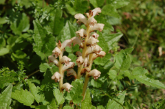 Orobanche caryophyllacea