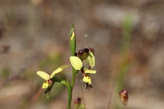 Diuris setacea