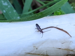 Tomocerinae