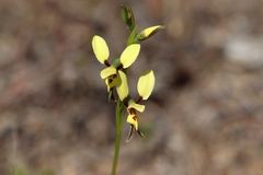 Diuris setacea