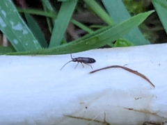 Tomocerinae