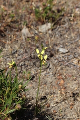 Diuris setacea