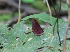 Paralaxita