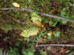 Acer macrophyllum
