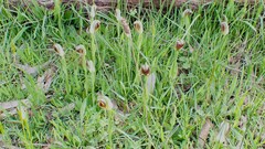 Pterostylis cucullata
