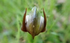 Pterostylis cucullata