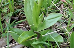 Pterostylis cucullata